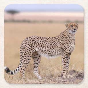 Dessous-de-verre Carré En Papier Cheetah