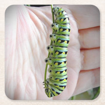 Chenille/Papillon Papilio noir