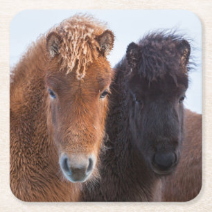 Dessous-de-verre Carré En Papier Cheval islandais en hiver en Islande