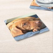 Dessous-de-verre Carré En Papier Chiot de Vizsla se reposant sur sa patte (Incliné)