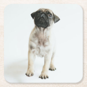 Dessous-de-verre Carré En Papier Chiot mignon de carlin