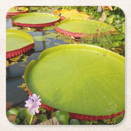 Dessous-de-verre Carré En Papier Coaster de Lily Pads (Devant)