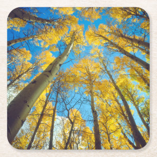 Dessous-de-verre Carré En Papier Couleurs d'automne des arbres d'Aspen 2