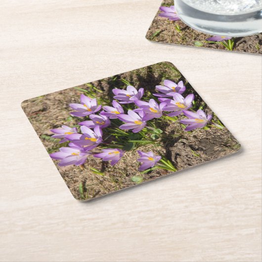 Dessous-de-verre Carré En Papier Crocus de printemps mignons (Incliné)