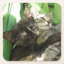 Cute chatons bouddin