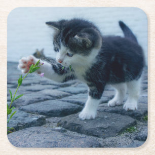 Dessous-de-verre Carré En Papier Cute Little Kitten Jouer avec une fleur