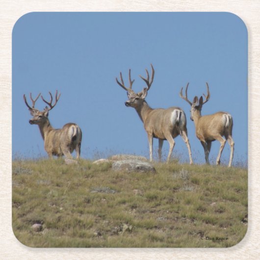 Dessous-de-verre Carré En Papier D9 Mule Deer Bucks in Velvet (Devant)
