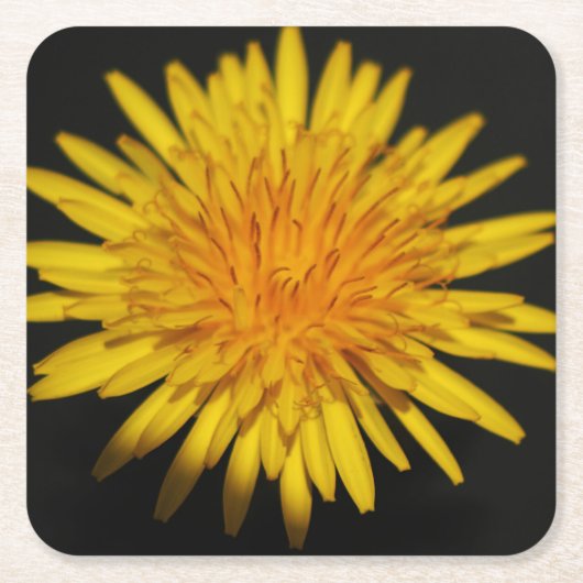 Dessous-de-verre Carré En Papier Dandelion Flower coastercnm (Devant)