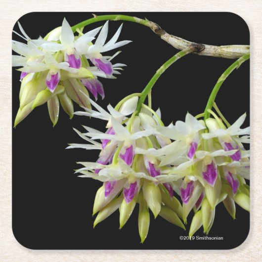 Dessous-de-verre Carré En Papier Dendrobium Amethystoglossum (Devant)