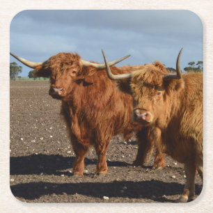 Dessous-de-verre Carré En Papier Deux Grosses Vaches Brown,