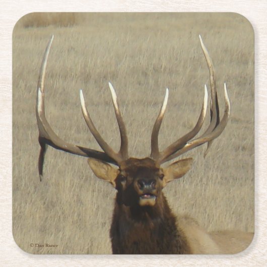 Dessous-de-verre Carré En Papier E29 Bull Elk (Devant)