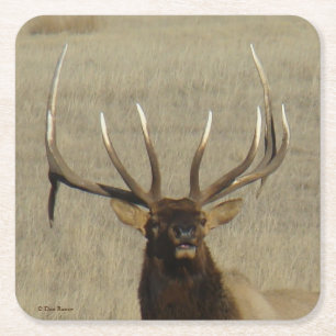 Dessous-de-verre Carré En Papier E29 Tête de Wapiti mâle abattu