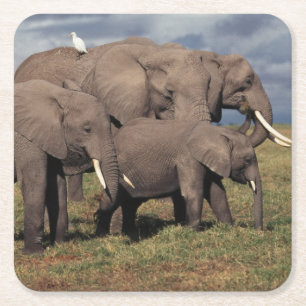 Dessous-de-verre Carré En Papier Éléphant d'Afrique bébé avec sa famille