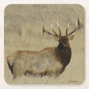 Dessous-de-verre Carré En Papier Elk taureau E30