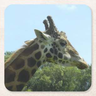 Dessous-de-verre Carré En Papier Ensemble de dessous de verre de girafe