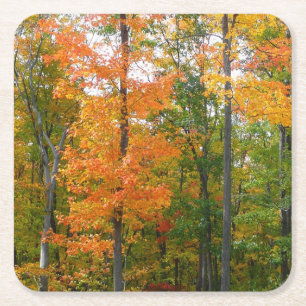 Dessous-de-verre Carré En Papier Érables en automne Photographie de la nature