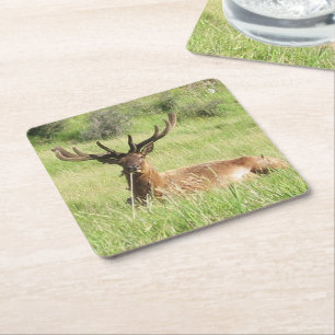 Dessous-de-verre Carré En Papier Étiquettes de la Nouvelle-Zélande