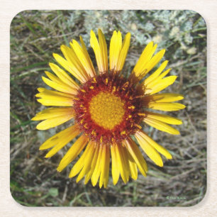 Dessous-de-verre Carré En Papier F1 Fleur sauvage jaune (Gaillardia aristata)