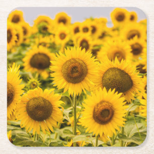 Dessous-de-verre Carré En Papier Farms   A Sunflower