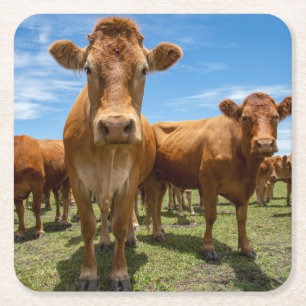 Dessous-de-verre Carré En Papier Farms Brown cow