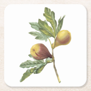 Dessous-de-verre Carré En Papier fig(Ficus violacea) par Redouté