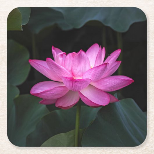 Dessous-de-verre Carré En Papier Fleur de Lotus (Devant)