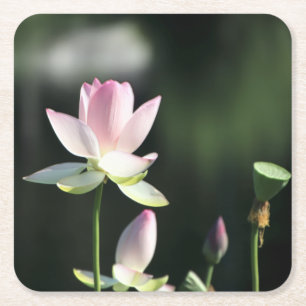 Dessous-de-verre Carré En Papier Fleur de Lotus rose et blanc