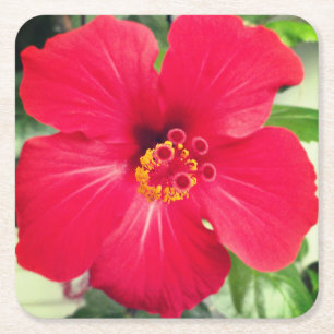 Dessous-de-verre Carré En Papier Fleur rouge d'Hibiscus Rosa-sinensis