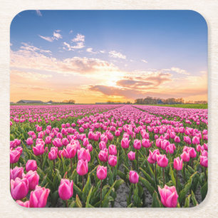 Dessous-de-verre Carré En Papier Fleurs Tulips Holland Sud, Pays-Bas