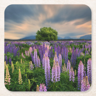 Dessous-de-verre Carré En Papier Flowers (homonymie)   Lupine Field à New Zealand