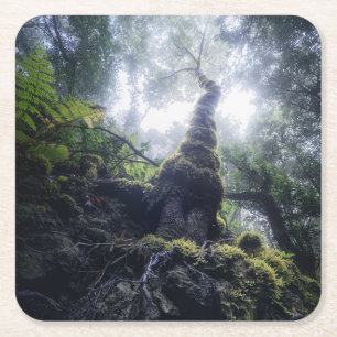 Dessous-de-verre Carré En Papier Forêt Anaga Parc rural Îles Canaries