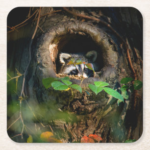 Dessous-de-verre Carré En Papier Forêt   Raccoon Peeking