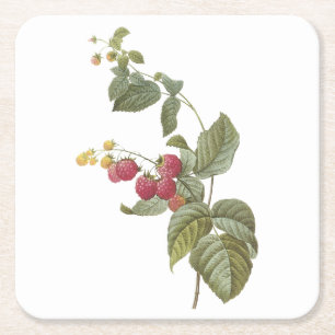 Dessous-de-verre Carré En Papier framboise (Rubus sp.) par Redouté