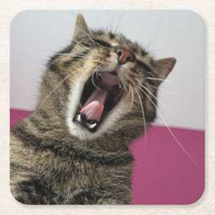 Dessous-de-verre Carré En Papier Funny Amoureux des chats photo