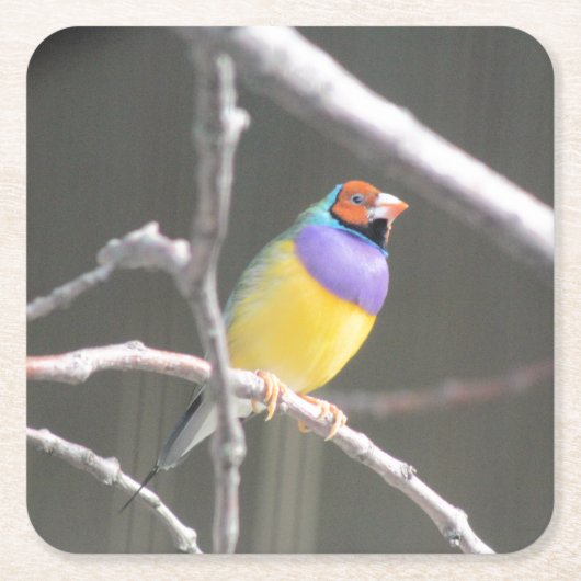 Dessous-de-verre Carré En Papier Gouldian finch (Devant)
