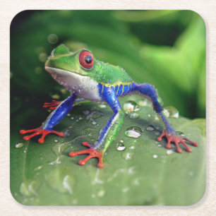 Dessous-de-verre Carré En Papier Grenouille colorée à l'oeil rouge sur Feuilles Pla