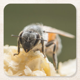 Dessous-de-verre Carré En Papier Gros plan d'une abeille dans une ruche