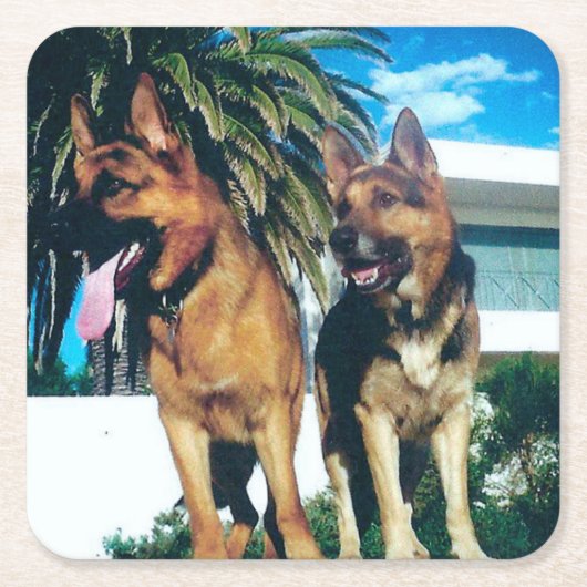 Dessous-de-verre Carré En Papier groupe german shepherd (Devant)