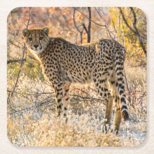 Dessous-de-verre Carré En Papier Guépard regardant autour