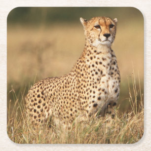 Dessous-de-verre Carré En Papier Guépard sur un petit monticule pour une meilleure