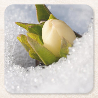 Dessous-de-verre Carré En Papier Hellebore poussant à travers la neige,