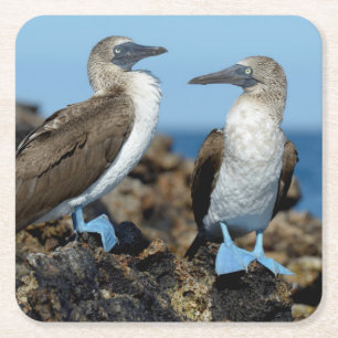 Dessous-de-verre Carré En Papier Îles Galapagos, île Isabela