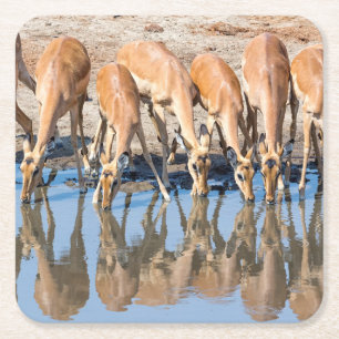 Dessous-de-verre Carré En Papier Impalas at the waterhole