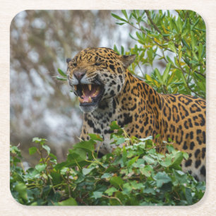 Dessous-de-verre Carré En Papier Jaguar Growl