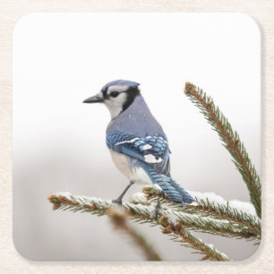 Dessous-de-verre Carré En Papier Jay bleu en hiver