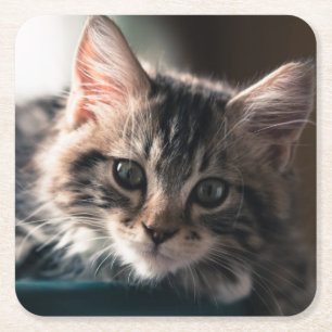 Dessous-de-verre Carré En Papier Jeune chat tigré masculin 2