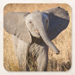Dessous-de-verre Carré En Papier Jeune éléphant de savane
