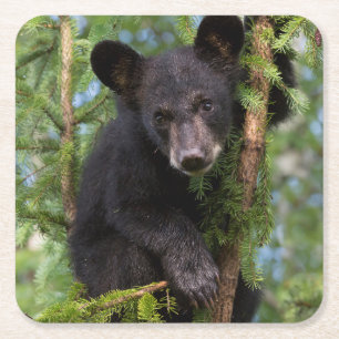 Dessous-de-verre Carré En Papier Jeune ours noir jouant dans les arbres