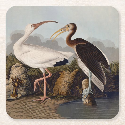 Dessous-de-verre Carré En Papier John James Audubon White Ibis Bird Print Classic (Devant)