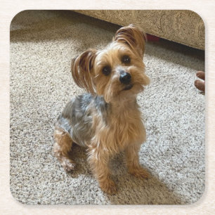 Dessous-de-verre Carré En Papier Joli chien Westie / Yorkie pour faire fondre votre